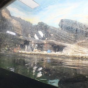 Penguin Enclosure