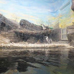 Penguin Enclosure