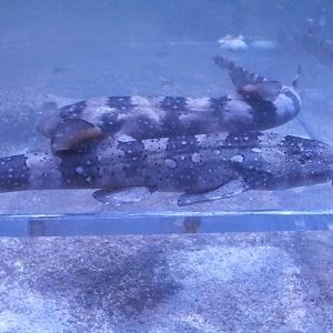 White Spotted Bamboo Sharks