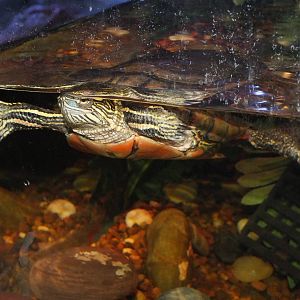 Painted Turtle