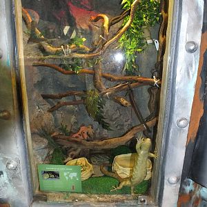 Prehensile Tailed Skink cage