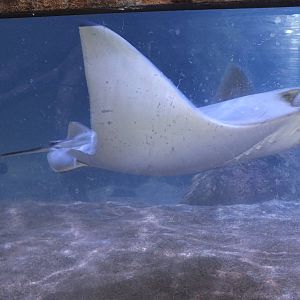 Cow Nosed Ray