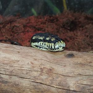 Jungle Carpet Python