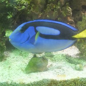 Regal Tang