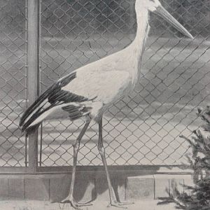 oriental white stork