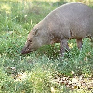 Babirusa 31st October 1997