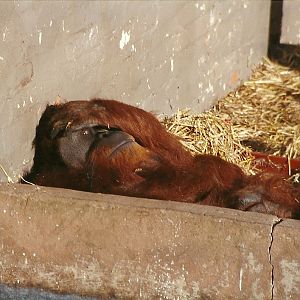 Orang-utan 31st October 1997