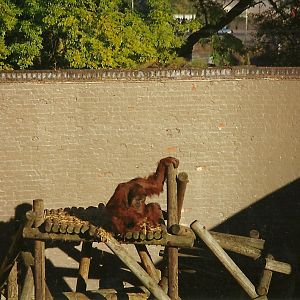 Orang-utan 31st October 1997
