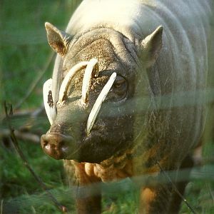Babirusa 31st October 1997