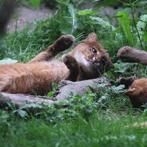 jaguarundis playing