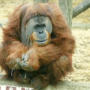Orang-utan 1st November 1997