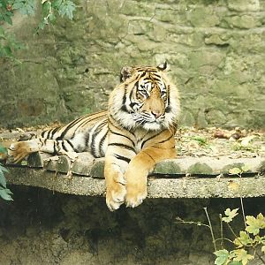 Tiger 1st November 1997