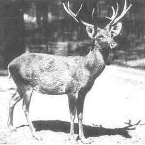 another photo of Schomburgk's deer