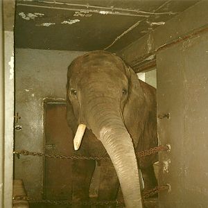 Passage from Elephant House to paddock 1st November 1997