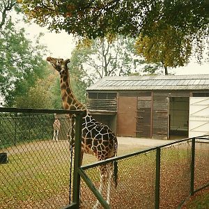 Giraffe House and paddock 1st November 1997