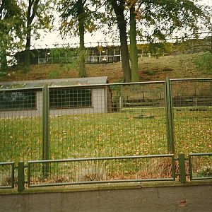 Arabian Gazelle exhibit 1st November 1997
