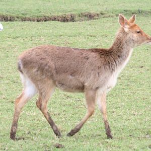 Barasingha or Japanese sika?