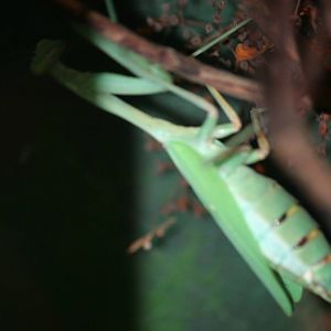Mantis ID