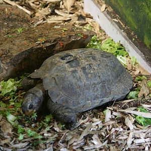 Red-necked pond turtle