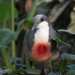 Luzon Bleeding-heart