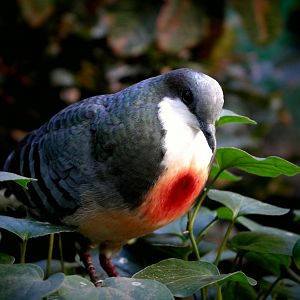 Luzon Bleeding-heart