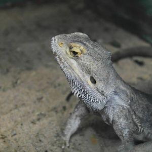 Bearded dragon