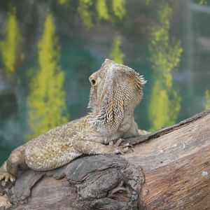 Bearded dragon