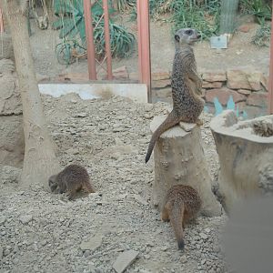Meerkats