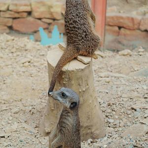 Meerkats