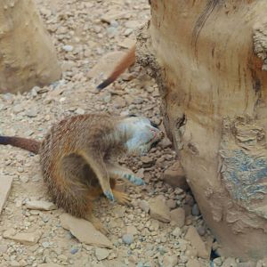 Meerkats