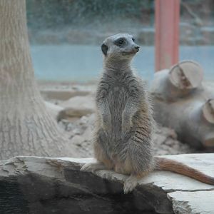 Meerkats