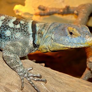 Petrosaurus thalassinus