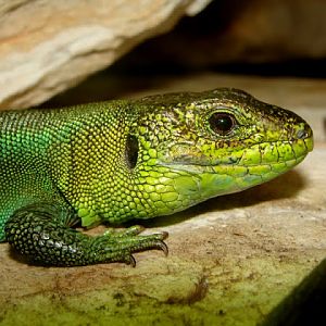 Lacerta viridis