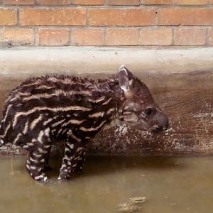 Tapirus terrestris