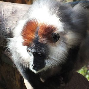 Red-Capped Mangabey (Cercocebus torquatus) at Paington Zoo - January 27th 2