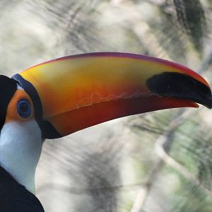 Toco Toucan (Ramphastos toco) at Paignton Zoo - January 27th 2013