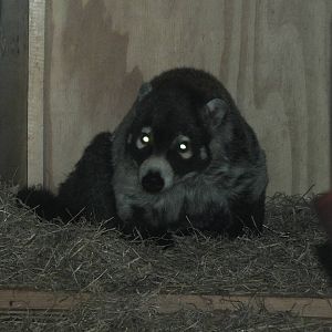 White-nosed Coati (Nasua narica) at Paignton Zoo - January 27th 2013