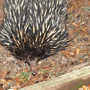 Shortbeaked Echidna (Tachyglossus aculeatus) at Paignton Zoo - January 27th