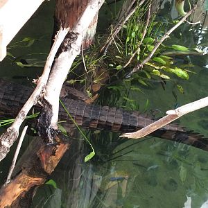 False Gharial (Tomistoma schlegelii) at Paignton Zoo - January 27th 2013