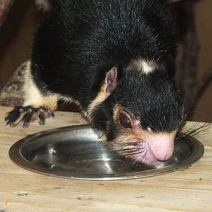 Grizzled Giant Squirrel (Ratufa macroura) at Exmoor Zoo - January 28th 2013