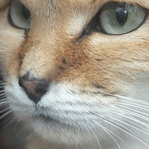 Arabian Sand Cat (Felis margarita harrisoni) at Exmoor Zoo - January 28th 2