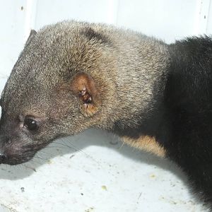Tayra (Eira barbara) at Exmoor Zoo - January 28th 2013
