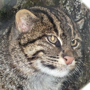 Fishing cat (Prionailurus viverrinus) at Exmoor Zoo - January 28th 2013