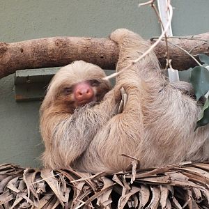 Hoffmann's two-toed sloth (Choloepus hoffmanni) at Newquay Zoo - January 29