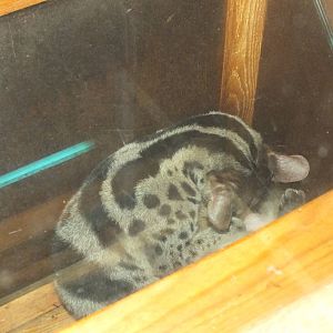 Owston's Palm Civet (Chrotogale owstoni) at Newquay Zoo - January 29th 2013