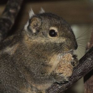 Swinhoe's striped squirrel (Tamiops swinhoei) at Newquay Zoo - January 29th