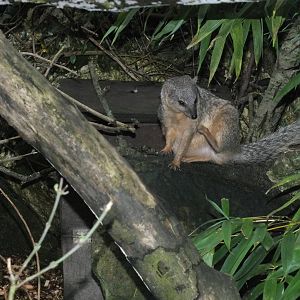 Narrow-striped mongoose (Mungotictis decemlineata decemlineata) at Newquay