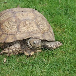 african spurred tortoise