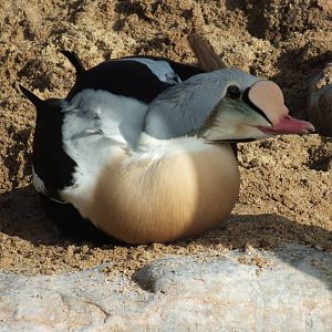 King eider (Somateria spectabilis) at Living Coasts - January 30th 2013