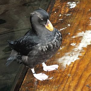 Tufted puffin (Fratercula cirrhata) at Living Coasts - January 30th 2013